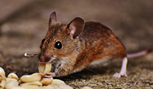 24 Hour & Emergency Exterminators in Dist Fulfillment Svc, OH